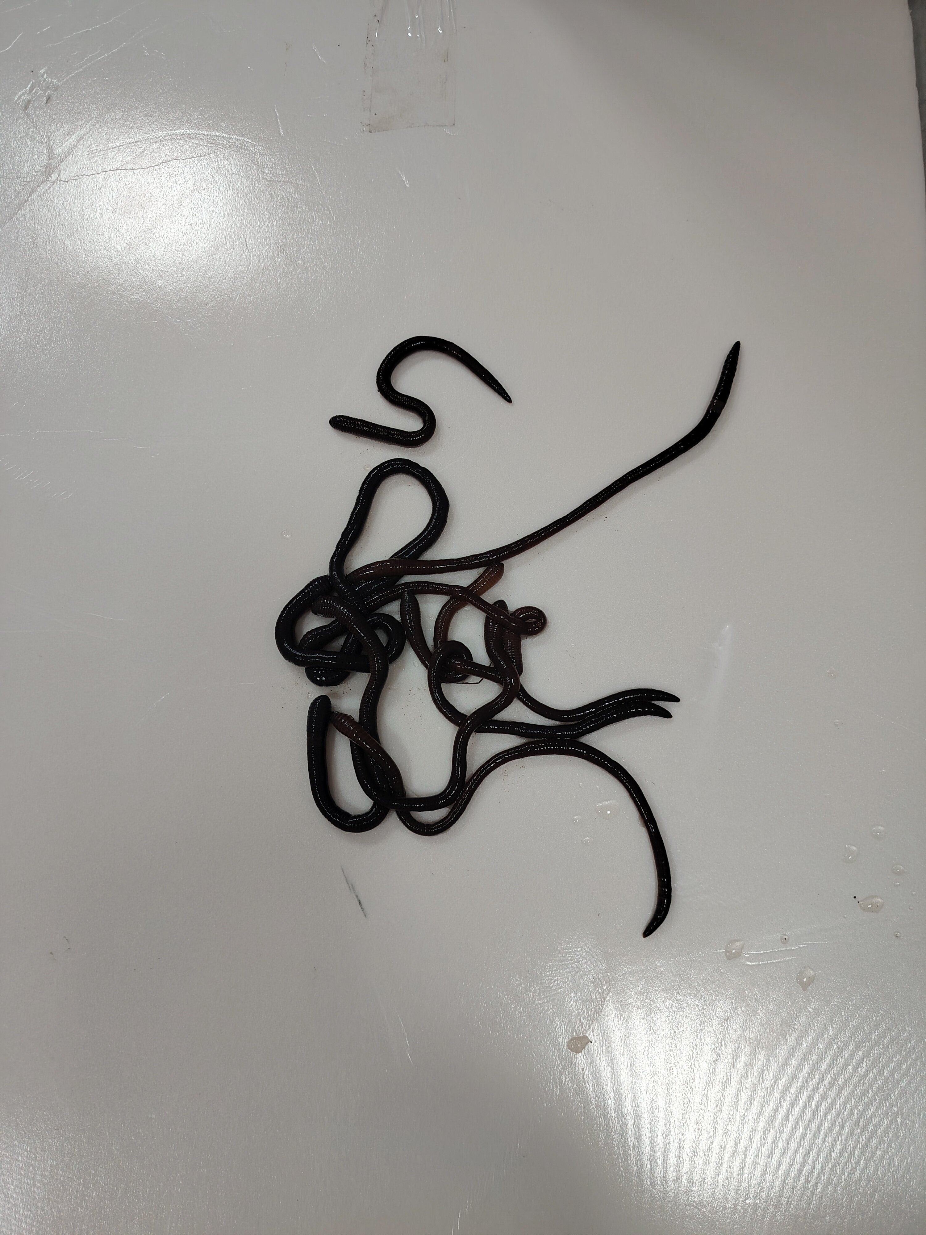 特大紫蚯蚓 特大号广地龙蚯蚓 活体大蚯蚓活饵紫光蚯蚓野钓 昂公