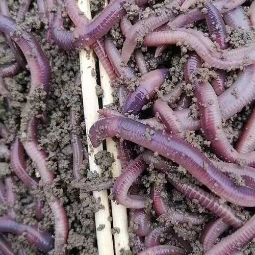 大号紫蚯蚓 特大号广地龙蚯蚓 活体大蚯蚓活饵紫蚯蚓野钓 昂公