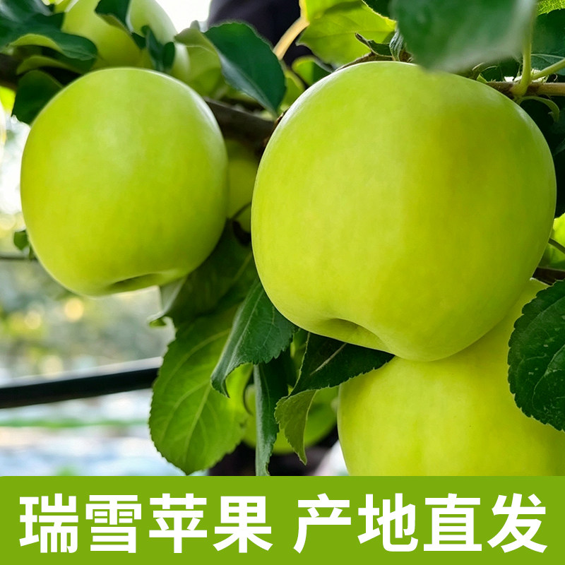 陕西黄土高原瑞雪苹果新鲜孕妇水果当季礼盒整箱脆甜大果包邮