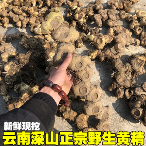 黄精新鲜野生深山非九蒸九晒云南生鲜滇大鸡头中药材正品多花泡酒