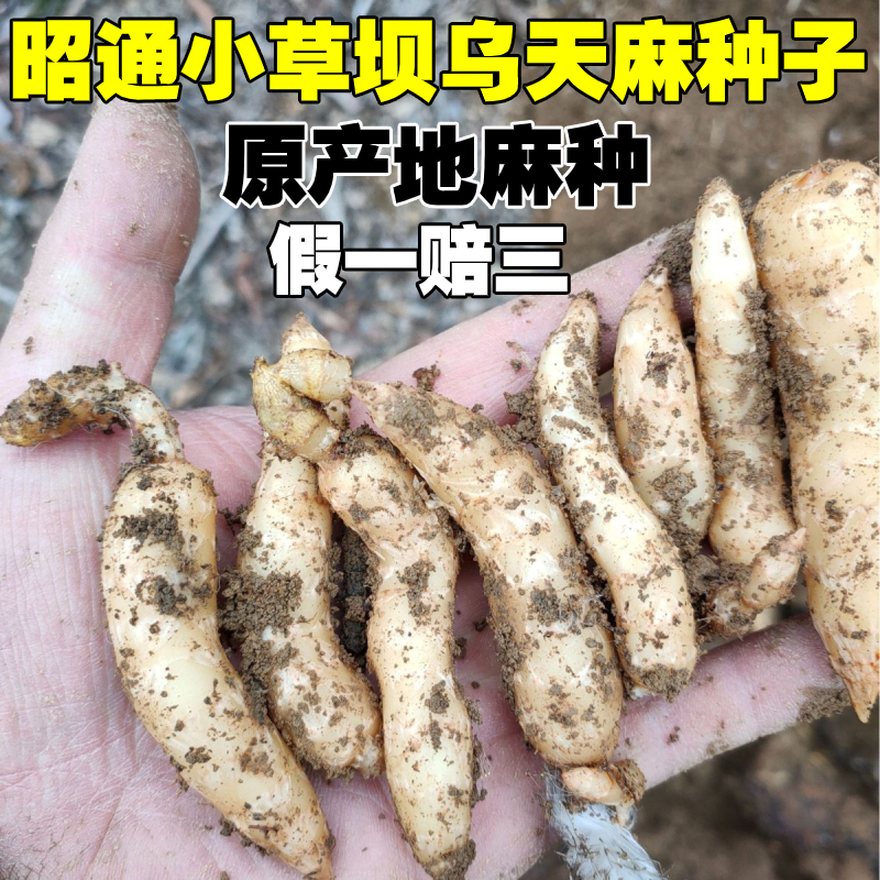 【送蜜环菌】天麻种子天麻种植现挖发货云南昭通小草坝新鲜乌天麻