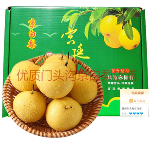 门头沟京白梨老北京特产自产直销新鲜水果包邮五斤皮薄软糯多汁