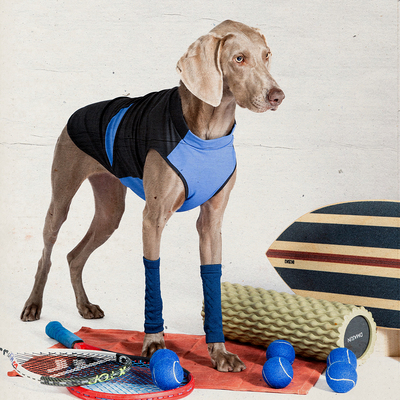 狗狗透气干爽轻薄贴肤凉凉衣防晒