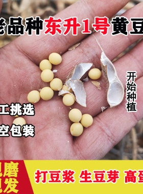 东北笨黄豆农家自种中小粒蛋白豆打豆浆生豆芽专用绿杂粮色新货