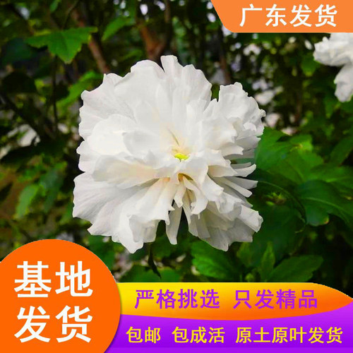 可食用白银花白花木槿鸡肉花白槿