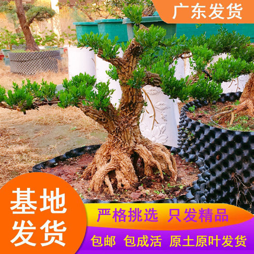 广东皱皮雀舌黄杨名贵盆景石柳苗