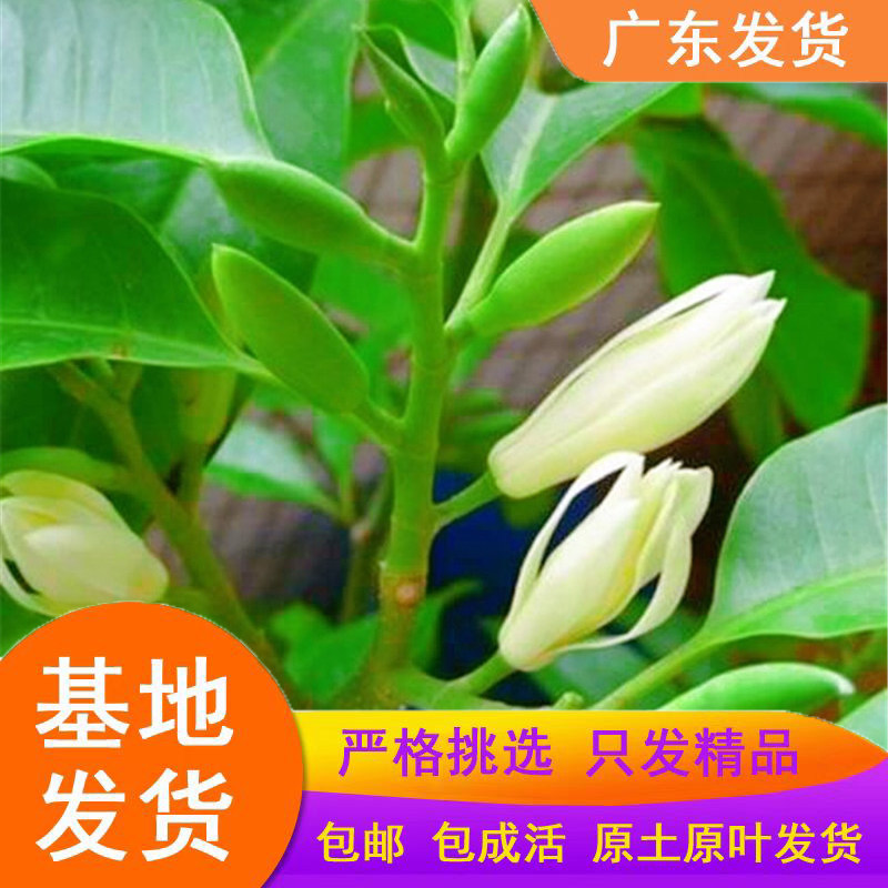 白玉兰花树苗盆栽浓香四季常青白兰花苗绿植物黄角兰木兰辛夷花卉