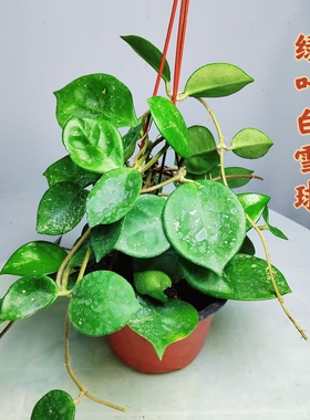 台湾绿叶白/雪球球兰Hoya carnosa cv. snowball 开花大且早爬藤