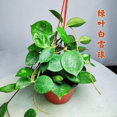 台湾绿叶白/雪球球兰Hoya carnosa cv. snowball 开花大且早爬藤