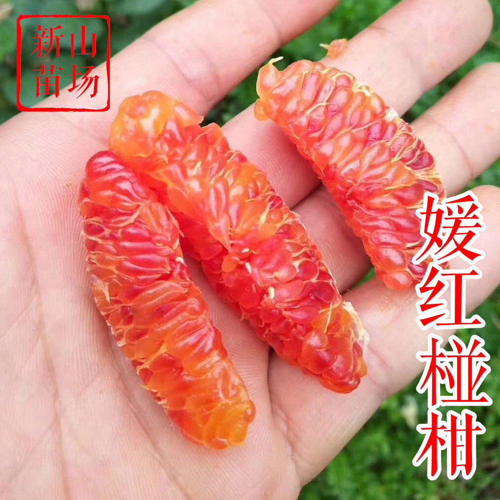 【媛红椪柑苗】新品种红肉富含花青素红韵香柑碰柑橘桔子树苗