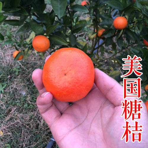 【美国糖桔苗】世纪红东方红盆栽地栽外观漂亮12月易管理柑橘树苗