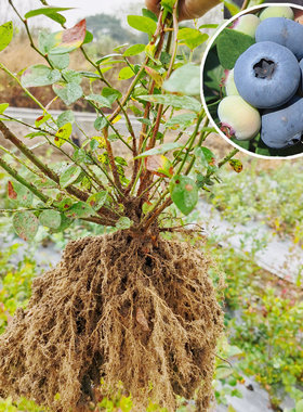 【蓝莓地栽苗】三年法新花香L25薄雾密斯梯L11702裸根蓝莓树苗