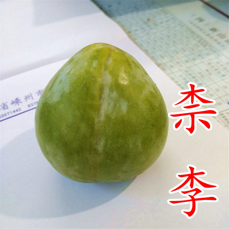 【奈李苗】黄金李中晚黄金奈翡翠古田油奈8月浦江桃形李子树苗