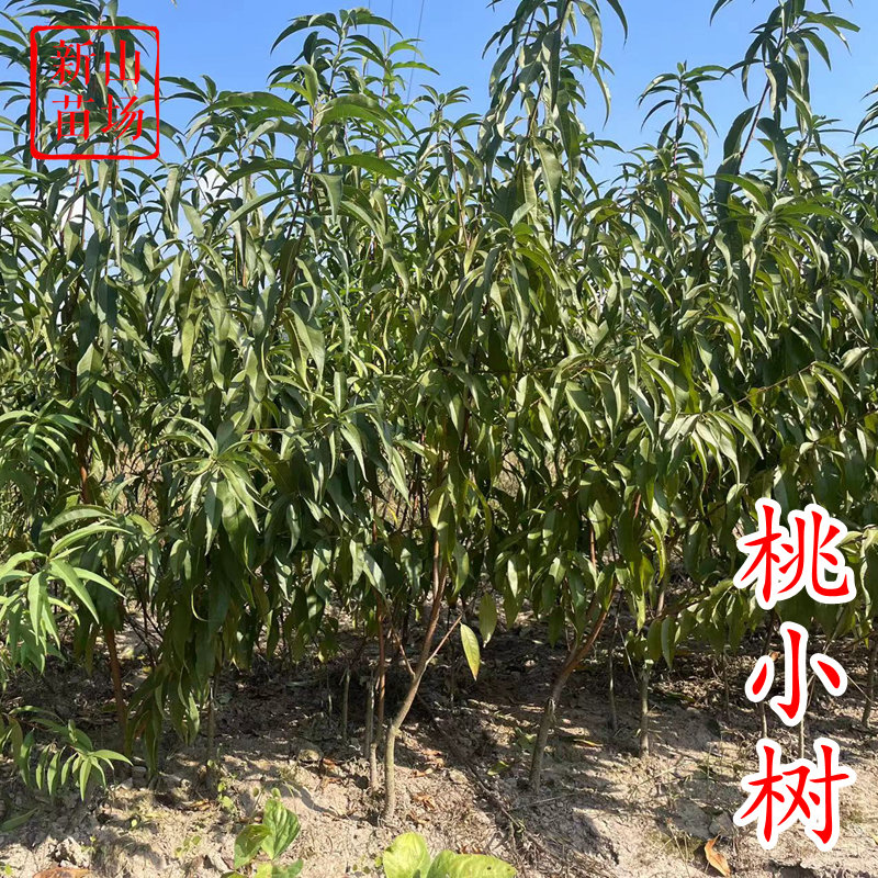新山苗场落叶包邮桃树带土