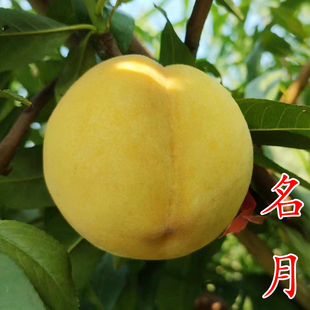 【名月黄桃苗】日本新品种9月晚熟黄金蜜黄金脆4号黄桃子树苗