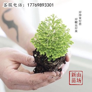 【新山苗场】果树苗补发备注品种数量特殊品种定制