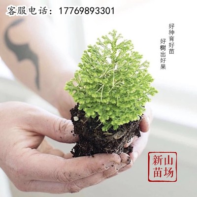 补发果树苗新山苗场备注品种数量