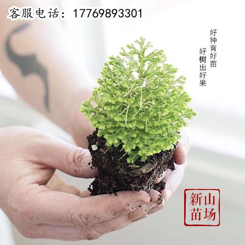 补发果树苗新山苗场备注品种数量