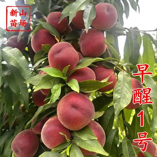 【早醒1号桃树苗】蜜彤早熟短低温冷量两广东广西台农桃子树苗