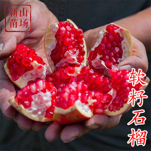 石榴树苗石榴苗南北方盆地栽庭院特大突尼斯软无籽果树石榴树树苗