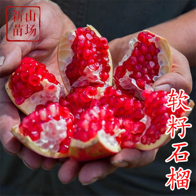 南北方石榴树苗新山苗场盆地庭院