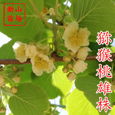 【猕猴桃雄株】公树授粉树只开花不结果（1棵公树能配10棵母树）