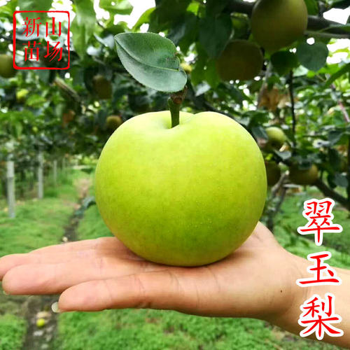 518嫁接苗新山苗场翠玉梨早熟