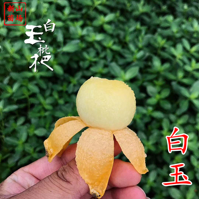 白玉枇杷白枇杷新山苗场