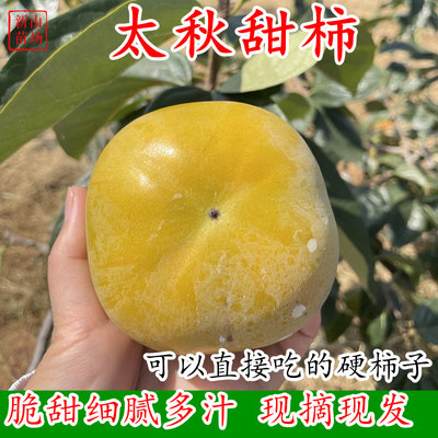 甜脆柿柿子包邮脆柿甜柿