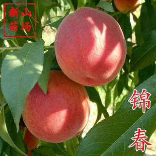 【锦春黄桃苗】早熟6月硬脆红皮黄桃新黄1桃子树苗 浙江新山苗场