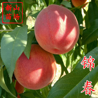 【锦春黄桃苗】早熟6月硬脆红皮黄桃新黄1桃子树苗 浙江新山苗场