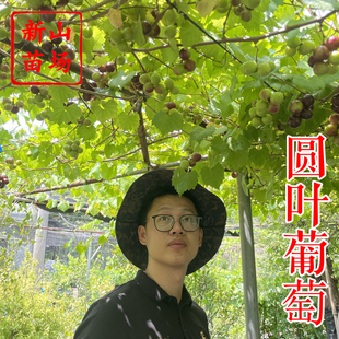 【圆叶葡萄苗】格威尔红宝石薇红莓欧麦无核保尔克麝香圆叶葡萄苗