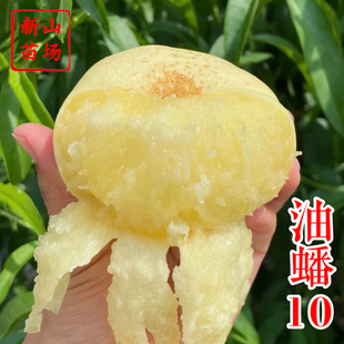 【中油蟠10号桃苗】奶油蟠新品种早熟油蟠十桃子树苗 新山苗场