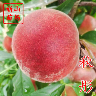 【秋彤桃苗】美国新品种离核晚熟8月9月脆甜秋雪桃子树苗新山苗场
