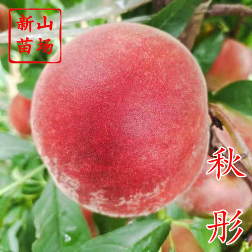 【秋彤桃苗】美国新品种离核晚熟8月9月脆甜秋雪桃子树苗新山苗场
