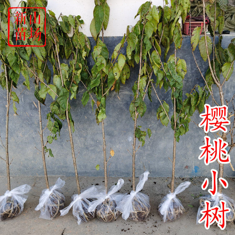 【樱桃小树】2年3年4年短柄红妃黑珍珠带土下单备注品种