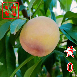 【黄金蜜0号桃苗】新品种5月底早熟易管理黄桃子树苗 浙江新山苗