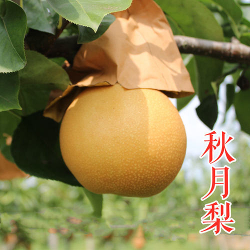 秋月梨苗晚熟梨南北方种植易管理