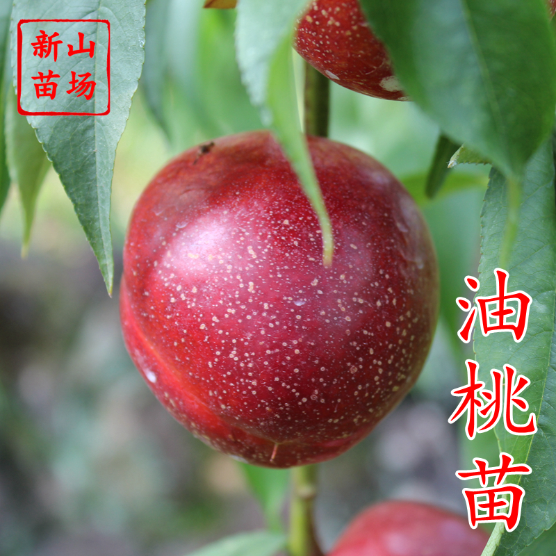 曙光早红宝石嫁接带土油桃苗