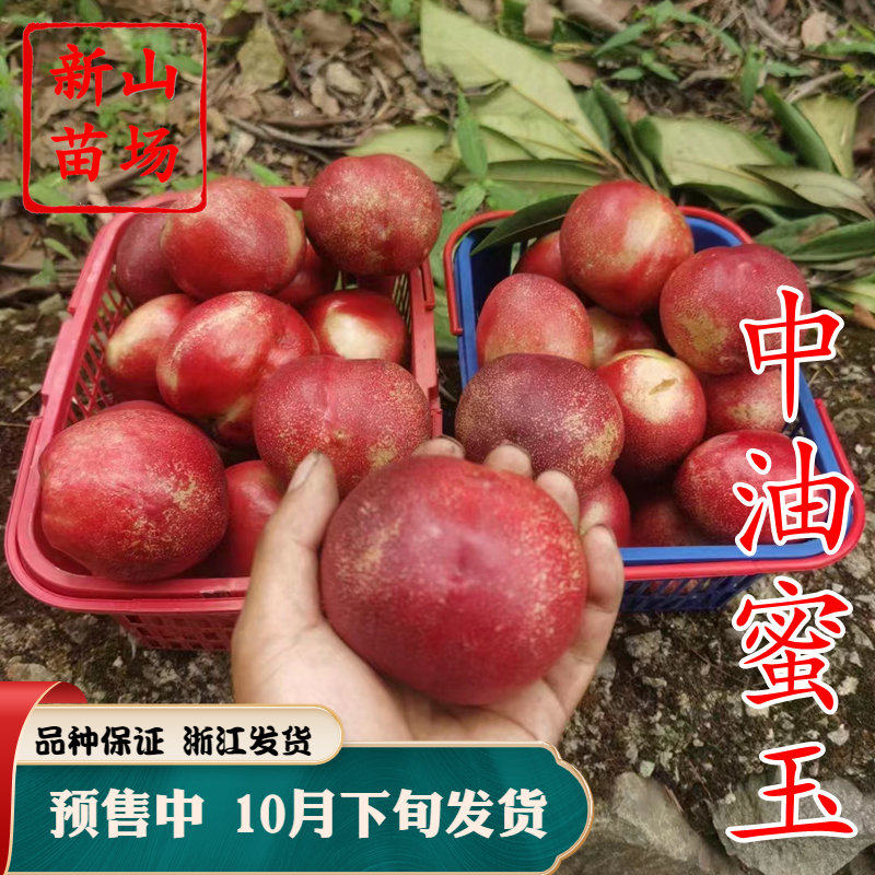 【中油蜜玉桃苗】新品种6月白肉大果中油13号油桃树苗基地简介绍