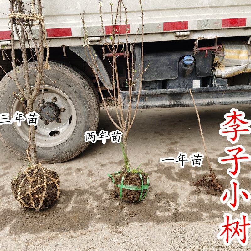 李子小树蜂糖李槜李黄金奈李嵊州桃形李树苗嫁接多年带土球,鲜花速递/花卉仿真/绿植园艺,果树,淘宝优惠券,粉丝福利购,淘宝优惠卷