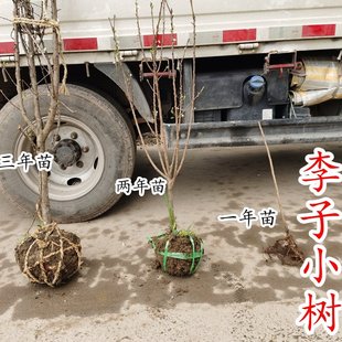李子小树蜂糖李槜李黄金奈李嵊州桃形李树苗嫁接多年带土球