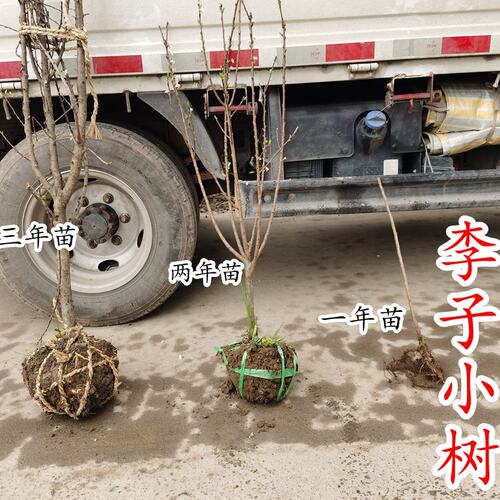 李子小树蜂糖李槜李黄金奈李嵊州桃形李树苗嫁接多年带土球
