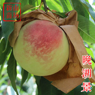 【晚湖景桃苗】无锡阳山8月软桃晚熟新白花剥皮吸汁水蜜桃子树苗