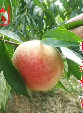 晚熟桃树苗金秋红蜜冬桃嫁接一年裸根苗水蜜桃树苗特大南北方种植