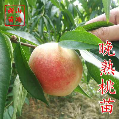 晚熟嫁接冬桃裸根金秋红蜜国庆桃