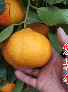 【爱媛46柑橘苗】11月早熟春见耙耙柑阿密达啊蜜达新品种桔子树苗