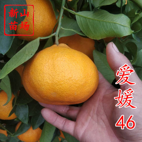 【爱媛46柑橘苗】11月早熟春见耙耙柑阿密达啊蜜达新品种桔子树苗