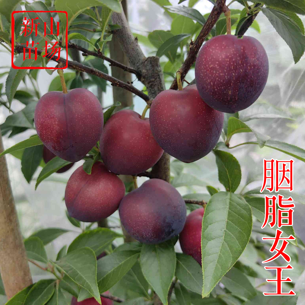 【胭脂女王李苗】澳洲红肉新品种早熟红丁樱桃李韩国樱桃李子树苗,鲜花速递/花卉仿真/绿植园艺,果树,淘宝优惠券,粉丝福利购,淘宝优惠卷