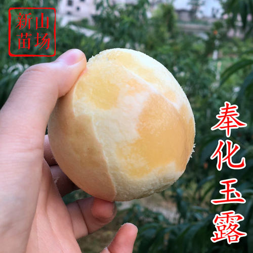 【奉化玉露桃苗】奉化水蜜桃代表7月中经典老品种嫁接软桃子树苗